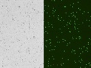 Easy Cell Counting, Easy Life