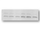 Good LC3 Antibody for Western Blot and Immunofluorescence