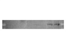 Useful Antibody for the Detection of Stat1 Phosphorylation
