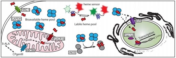 heme