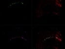 Sensitive GFP Antibody in Drosophila Brain that Can Recognize GRASP