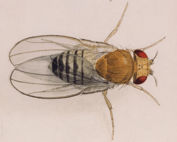 fruit fly