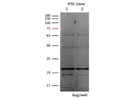 Great Lin28A Antibody from GeneTex for Western Blot
