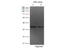 Great Nanog Antibody from GeneTex for Western Blot