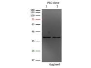 Great Nanog Antibody from GeneTex for Western Blot