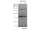 Great SOX2 Antibody from GeneTex for Western Blot