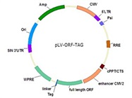 Lentiviral ORF Clone / Plasmid