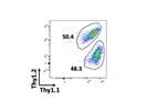 Great Thy1.1 Congenic Antibody