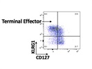 Robust and Reliable Antibody to Identify KLRG1+ Terminal Effector CD8 T Cells