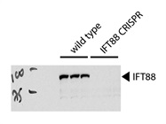 IFT88 Antibody for Western Blotting