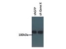High Molecular Weight Loading Control for Western Blot