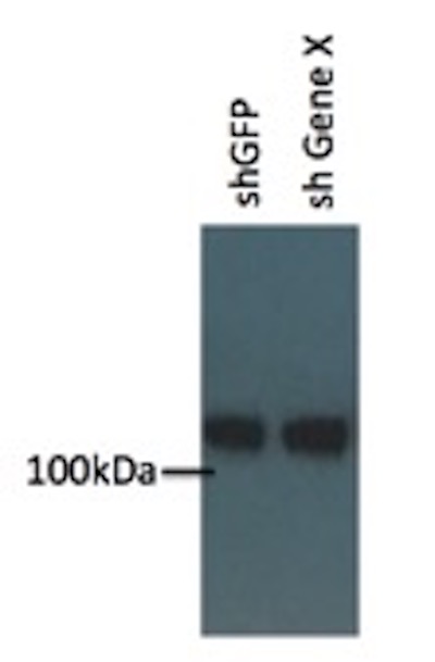 loading control western blot