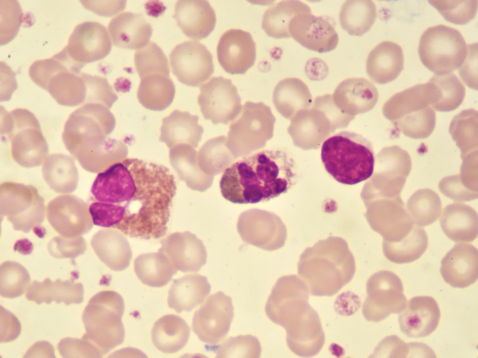  eBook: Immunobiology Handbook