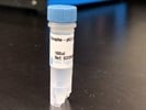 Time Course Effect of Chemoattractant on p53 Phosphorylation