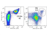 Good Antibody to Stain Human CD27