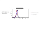 p21 PE Antibody for Flow Cytometry