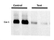 Caveolin-1 Antibody (7C8)