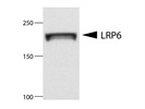 LRP6 Antibody for Western Blotting