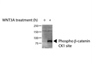 Phospho-ß-Catenin (Ser45) Antibody for Western Blotting