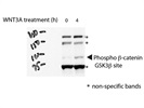 Phospho-ß-Catenin (Ser33/37/Thr41) Antibody for Western Blotting