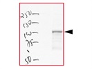 Axin1 Antibody for Western Blotting
