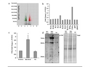 Mouse Inflammatory Cytokines Multi-Analyte ELISA Assay