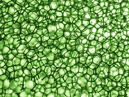 How to Ensure Optimal Cell Growth