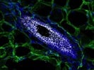 Collagen IV Antibody for Immunofluorescence