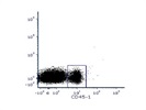 Pretty Good Mouse CD45.1 Antibody