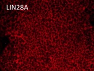 Great Lin28A Antibody from GeneTex for Immunocytochemistry