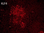 Great KLF4 Antibody from GeneTex for Immunocytochemistry
