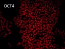 Great Oct4 Antibody from GeneTex for Immunocytochemistry