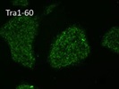 Great TRA-1-60 Antibody from Invitrogen for Immunocytochemistry