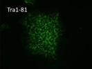 Great TRA-1-81 Antibody from Invitrogen for Immunocytochemistry