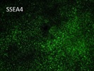 Great SSEA4 Antibody for Immunocytochemistry