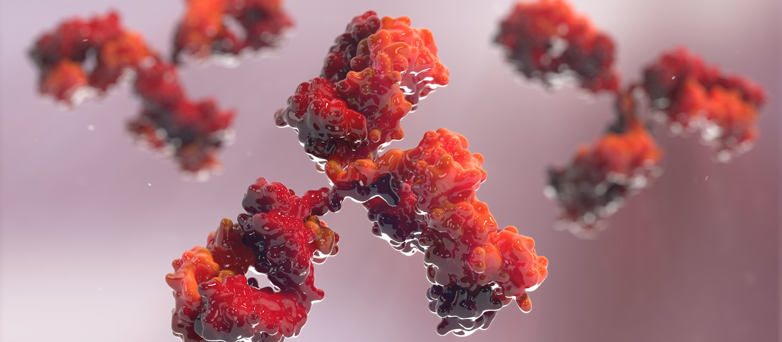  ChIP Validated Antibodies