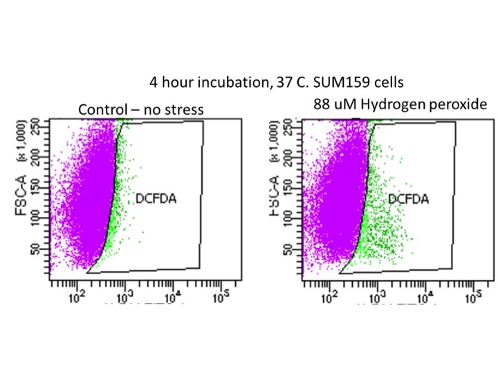 Works Alright with Strong Oxidative Stressors, Lower Sensitivity