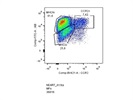 FITC Anti-IAb Antibody to Characterize Cardiac MFs