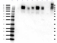 ZO-1 Antibody