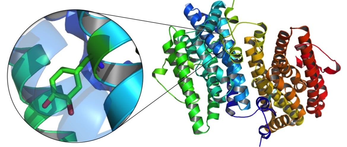 ribonucleotide reducatse