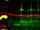 Non-Specific Dvl-2 Antibody