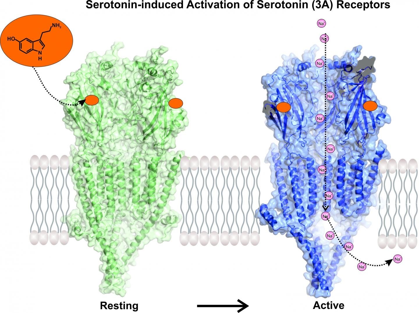 image captured of serotonin activating its receptor