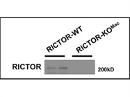 Great Western Antibody to Detect Rictor Protein