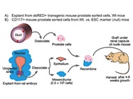 Magnetic Sorting with Anti-Mouse CD117 Microbeads
