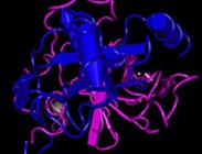 Versatile, Specific, More Stable than Ever: Trypsin Comes Out from the Cold