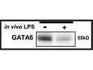 Great Antibody to Detect GATA-6 Expression