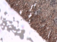 A Great Caspase-3 Antibody for Multipurpose