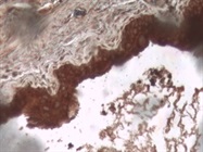 Specific Calpain I Antibody