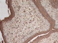 Anti-CTSB Antibody Great for IHC