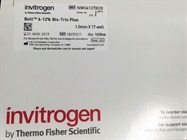 Convenient Pre-Cast Gels for Western Blot, 17-well